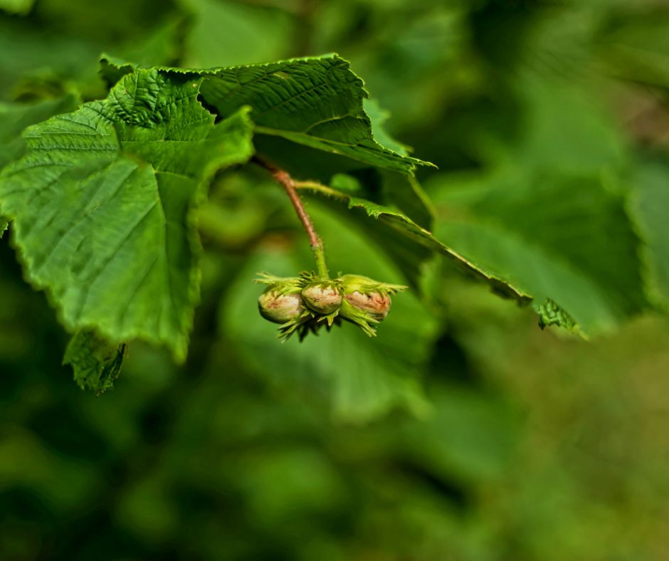 How to Plan Your Companion Planting Layout for Hazelnuts