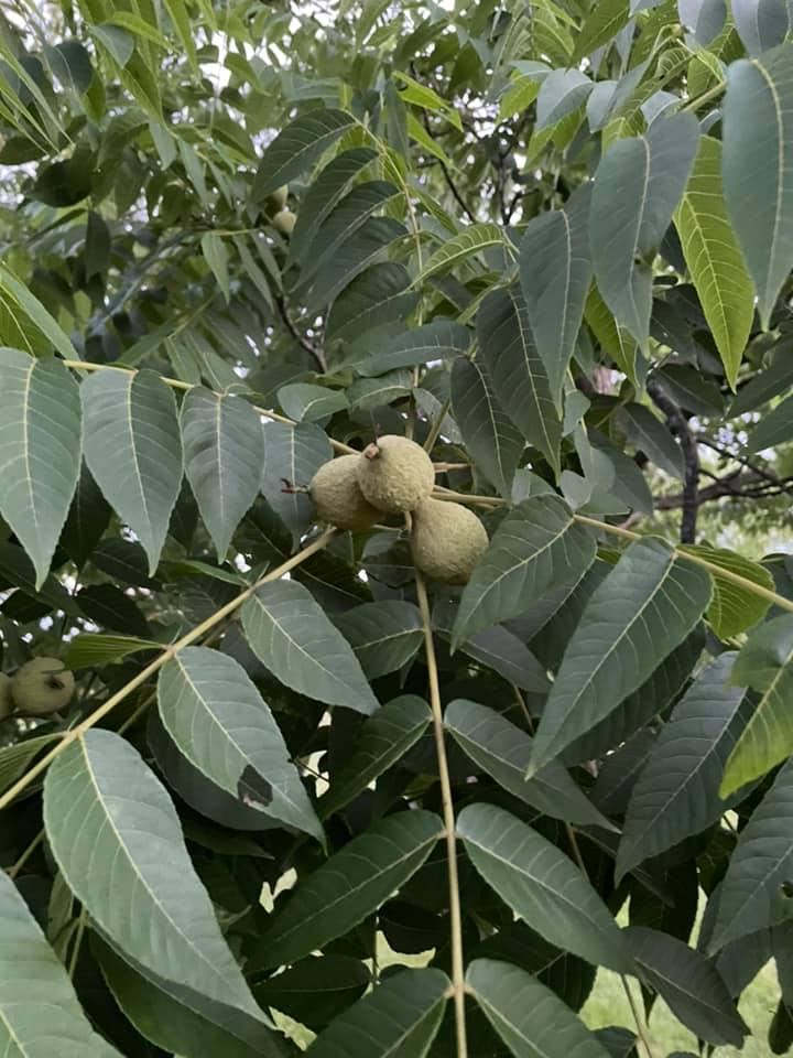 How to Plant Companions Around Your Walnut Tree