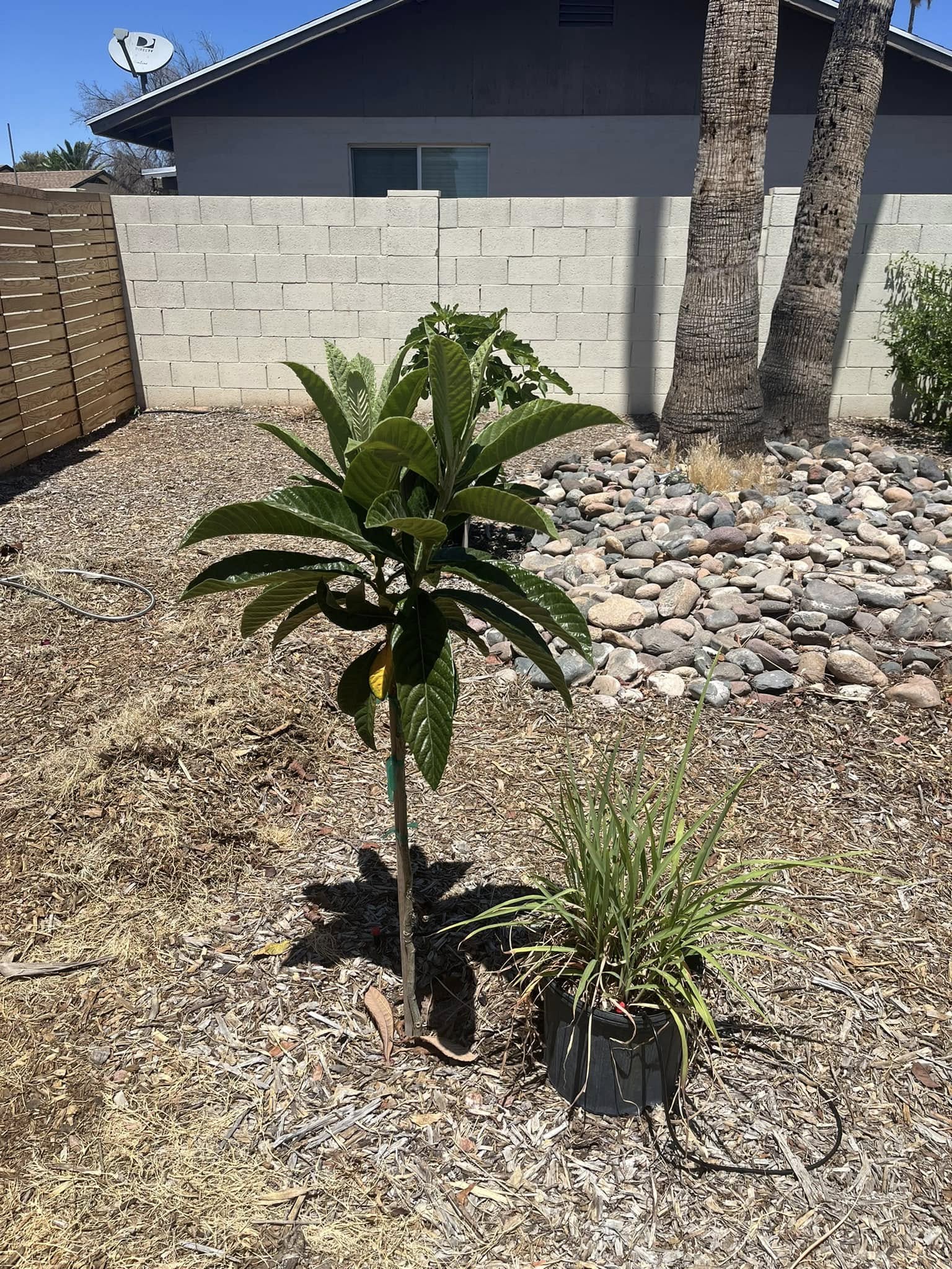 10 Best Drought Resistant Fruit Trees for your Garden
