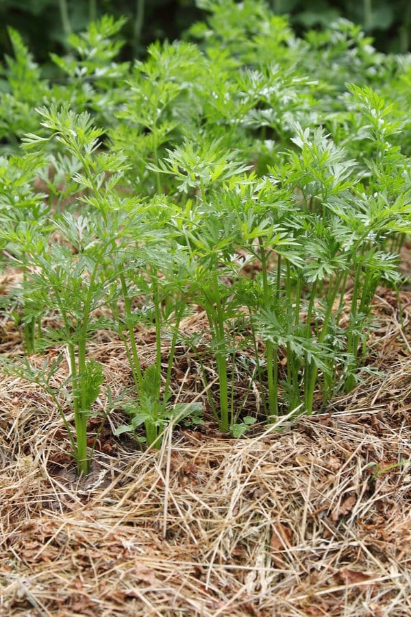 Plants to Avoid Planting Near Carrots