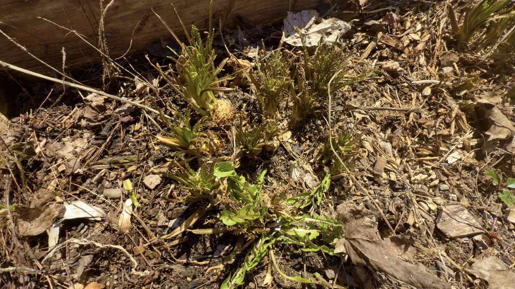 Plants to Avoid Planting Near Horseradish