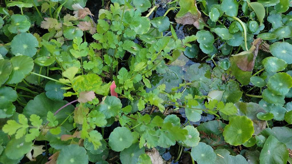 Plants to Avoid Planting Near Sweet Potatoes