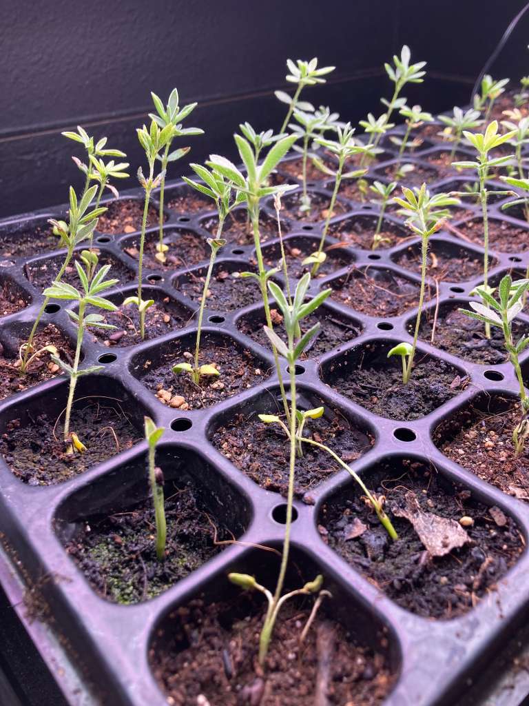 Plants to Avoid Planting Near Turnips