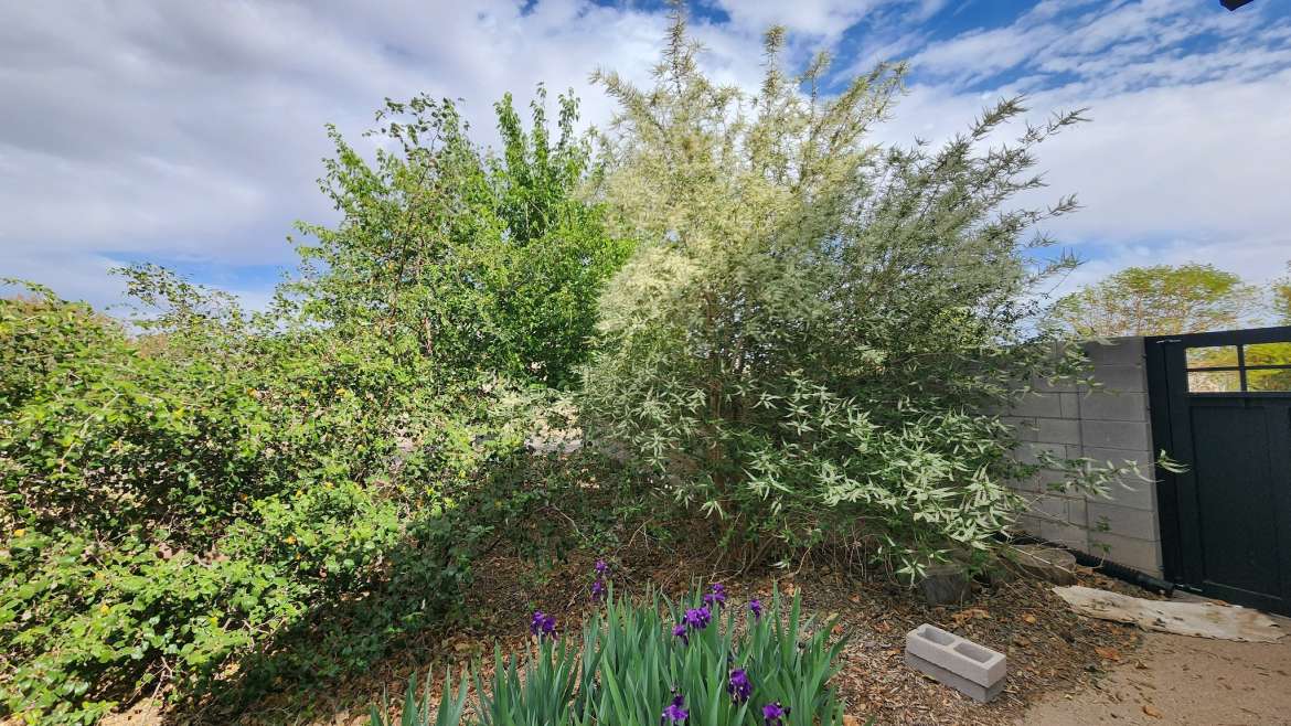 The Best Companion Planting for Almond Trees