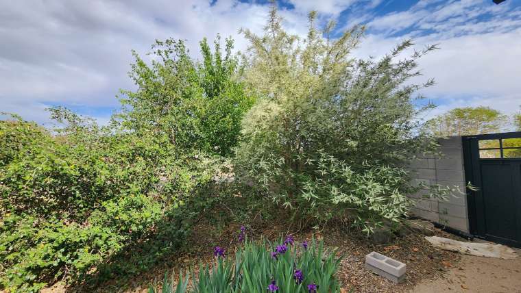 The Best Companion Planting for Almond Trees