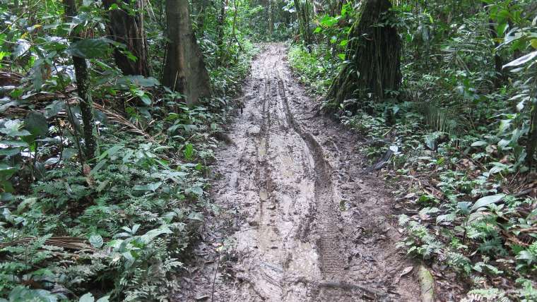 The Best Companion Planting for Brazil Nut Trees