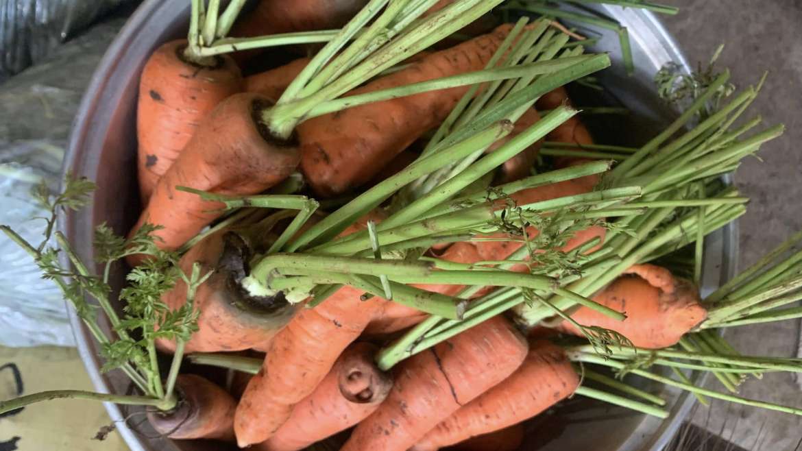 The Best Companion Planting for Carrots
