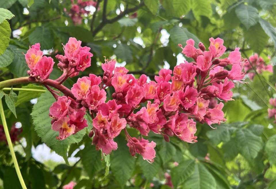 The Best Companion Planting for Chestnut Trees