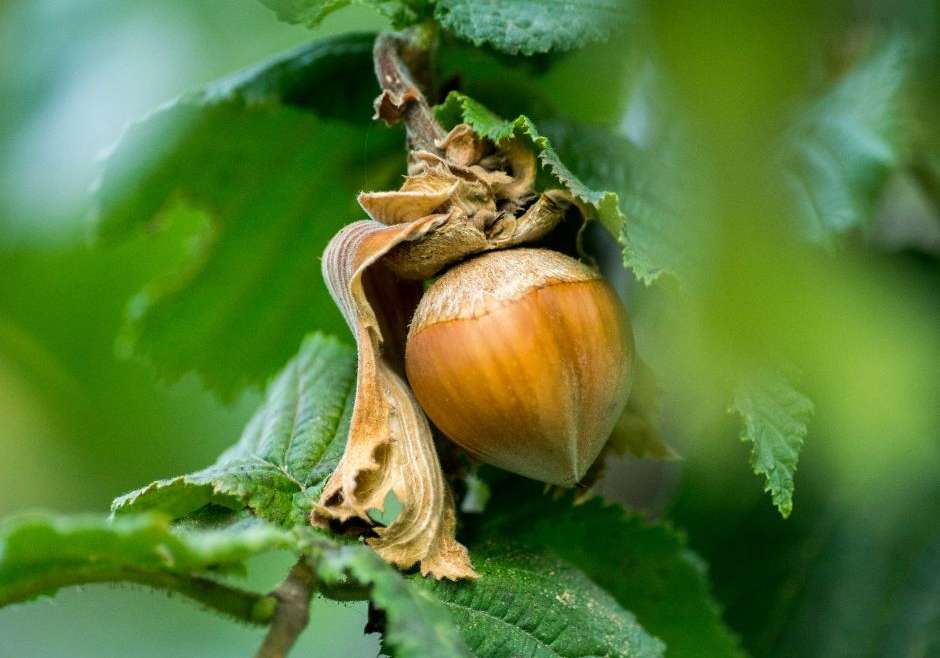 The Best Companion Planting for Hazelnut Trees