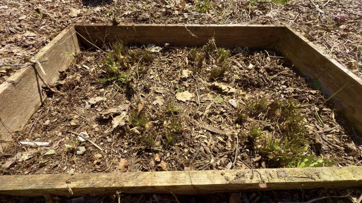 The Best Companion Planting for Horseradish
