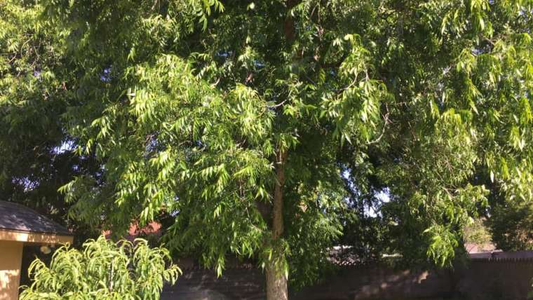 The Best Companion Planting for Pecan Trees