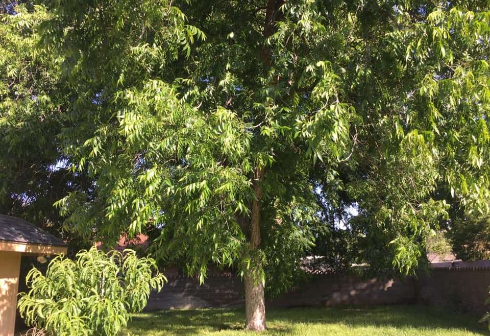 The Best Companion Planting for Pecan Trees