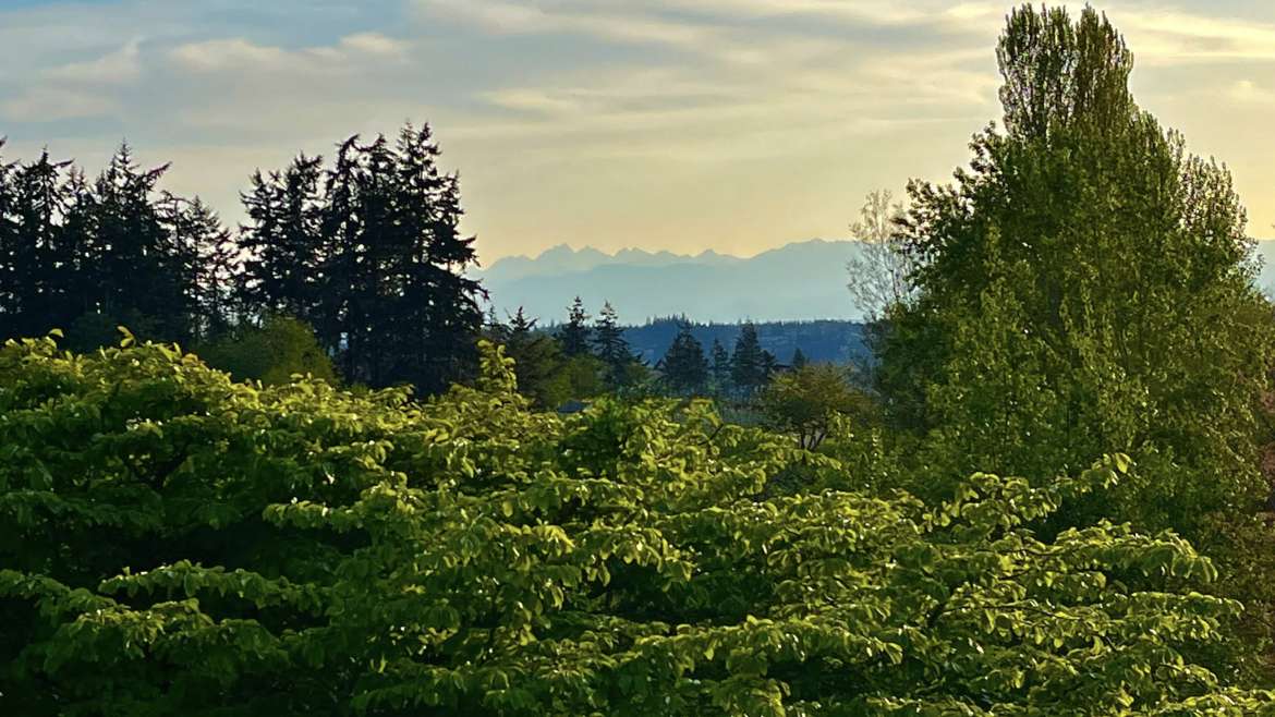 The Best Companion Planting for Pine Nut Trees