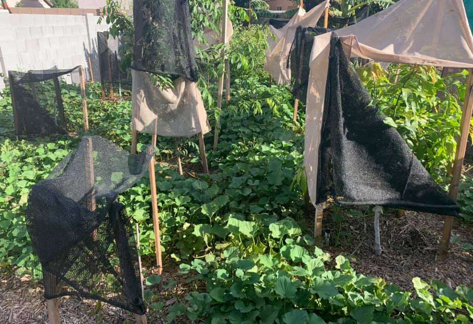 The Best Companion Planting for Sweet Potatoes