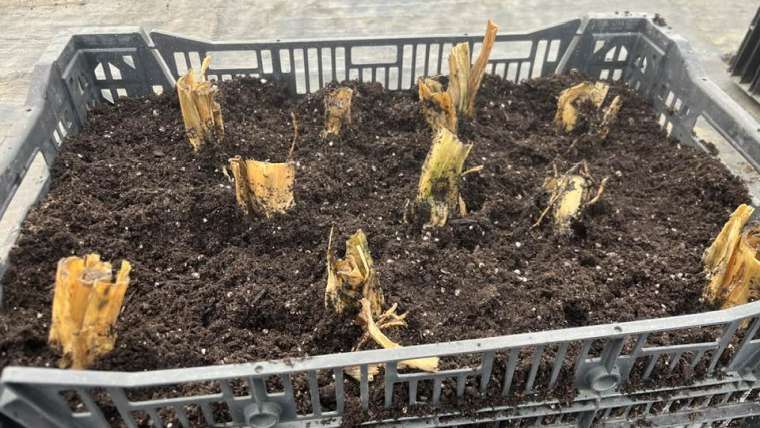 The Best Companion Planting for Turmeric