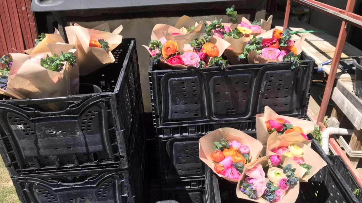 The Best Companion Planting for Turnips