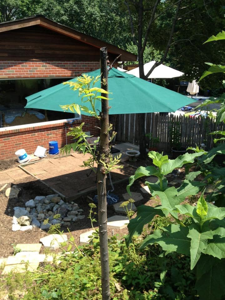 The Best Companion Planting for Walnut Trees