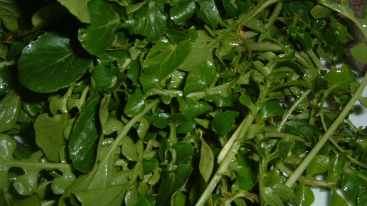 The Best Companion Planting for Watercress