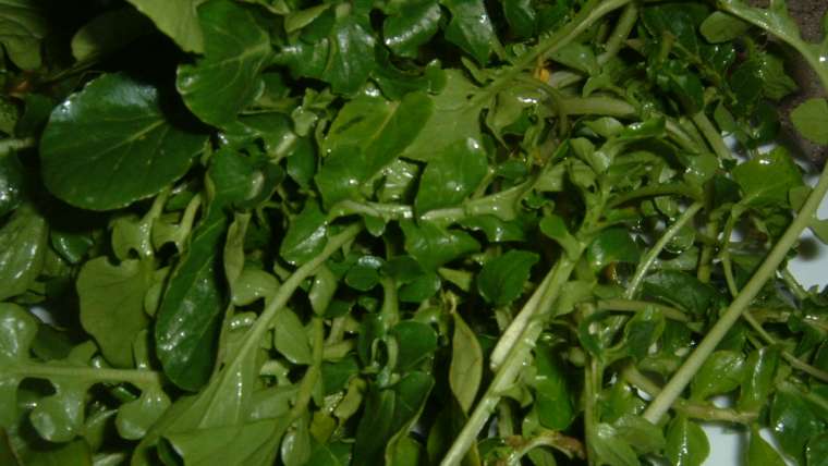 The Best Companion Planting for Watercress