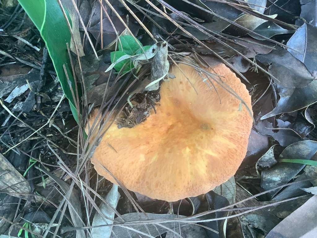 The Best Edible Mushrooms to Grow in Your Garden