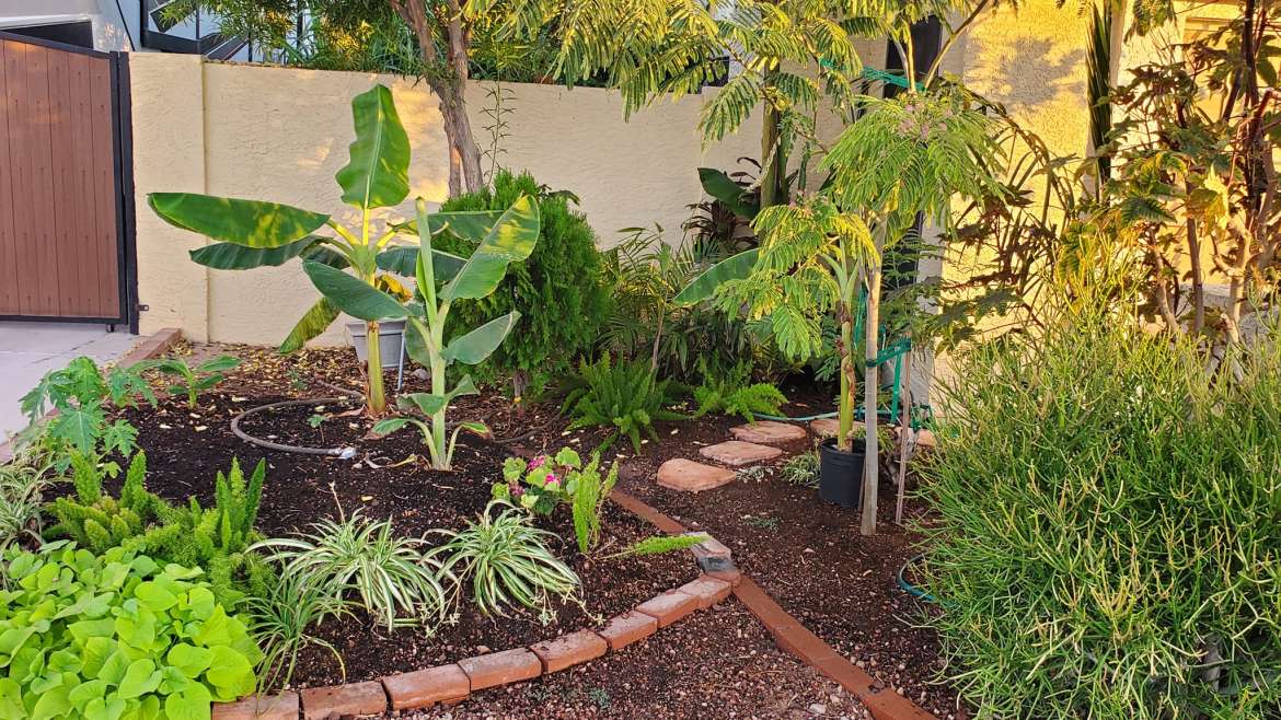 The Best Companion Planting for Ginger