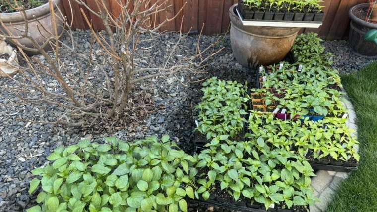 The Best Companion Planting for Endive