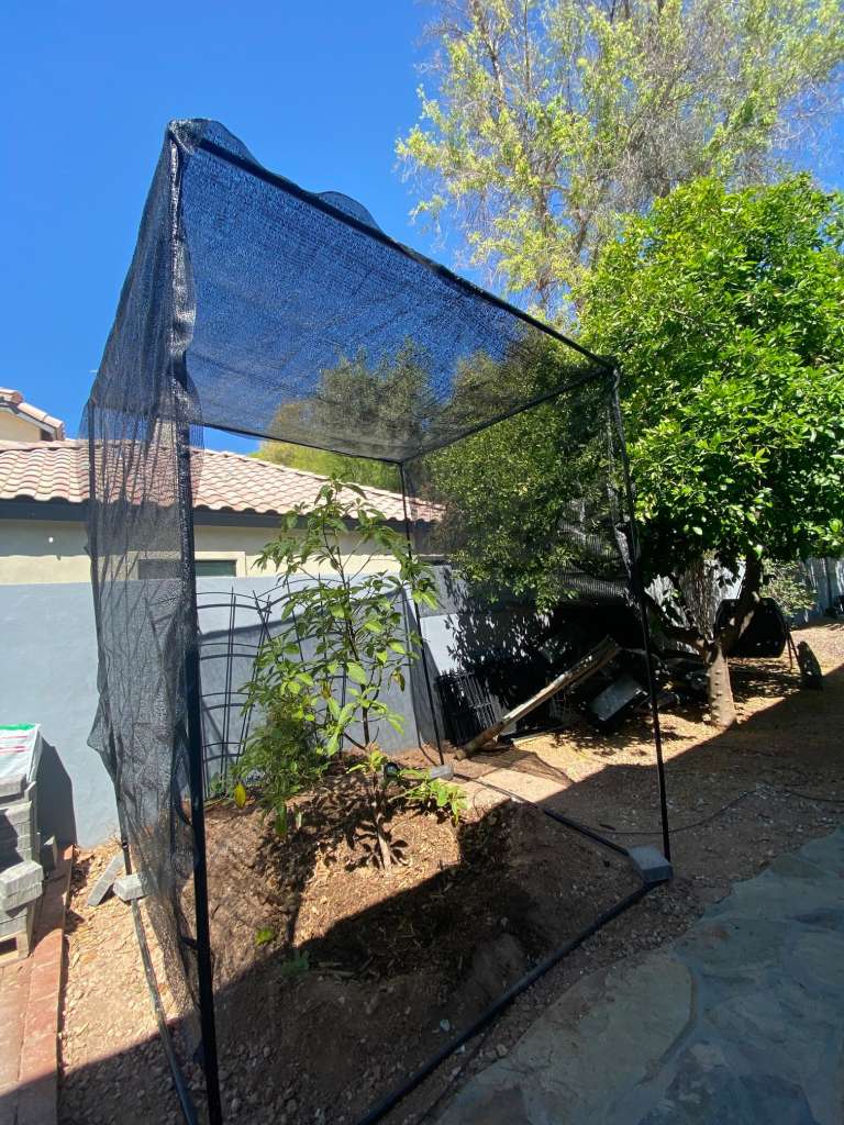 Creating Shade for Sensitive Plants