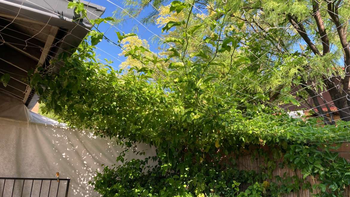 Summer Gardening: How to Keep Your Plants Thriving in the Heat