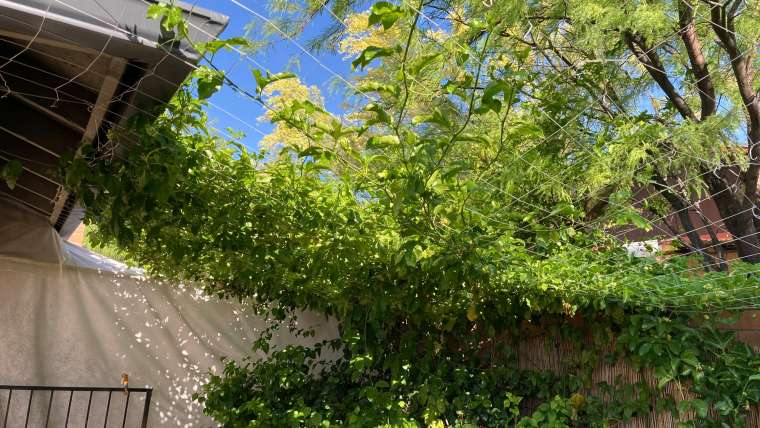 Summer Gardening: How to Keep Your Plants Thriving in the Heat