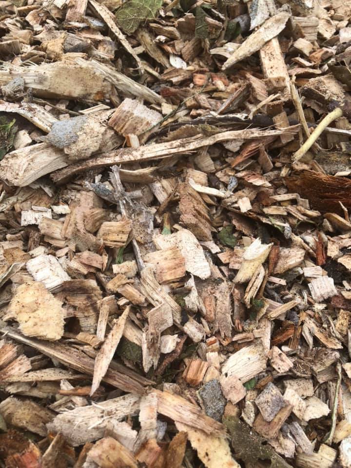 Summer Gardening Success