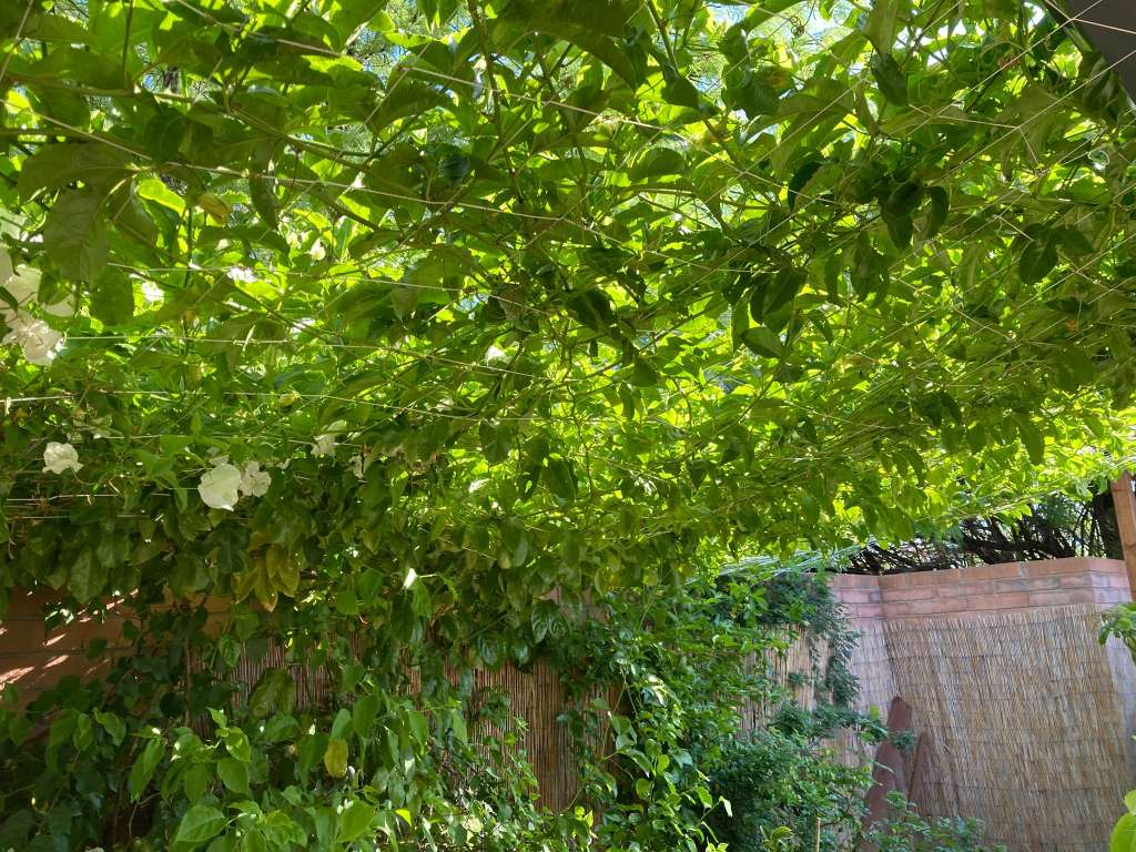 Why Summer Heat Can Be a Challenge for Your Garden