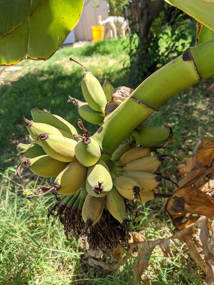 Banana