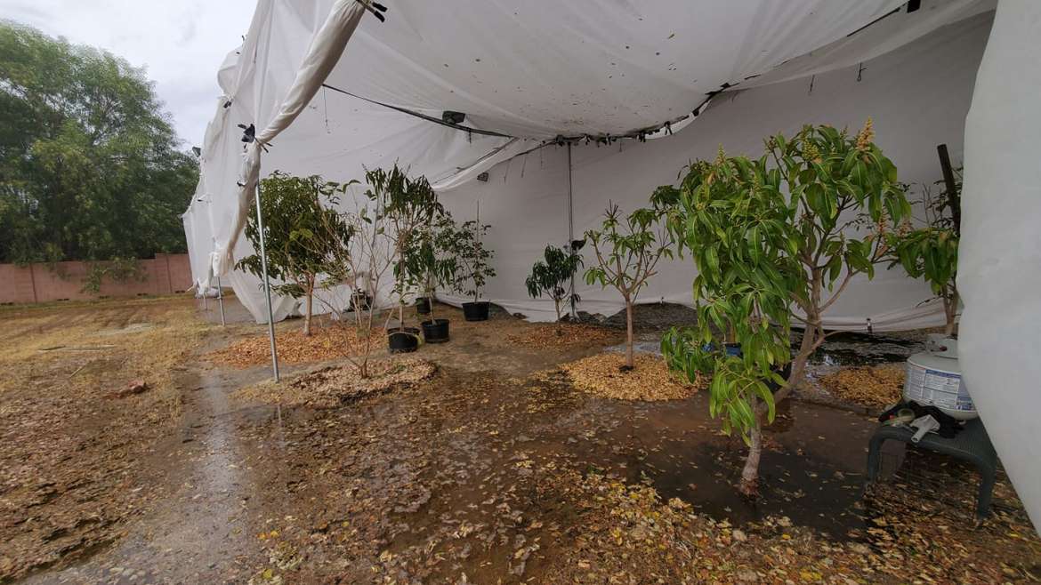 Blood Meal: Boost Your Garden’s Growth Naturally