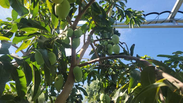 10 Easiest Tropical Fruits to Grow