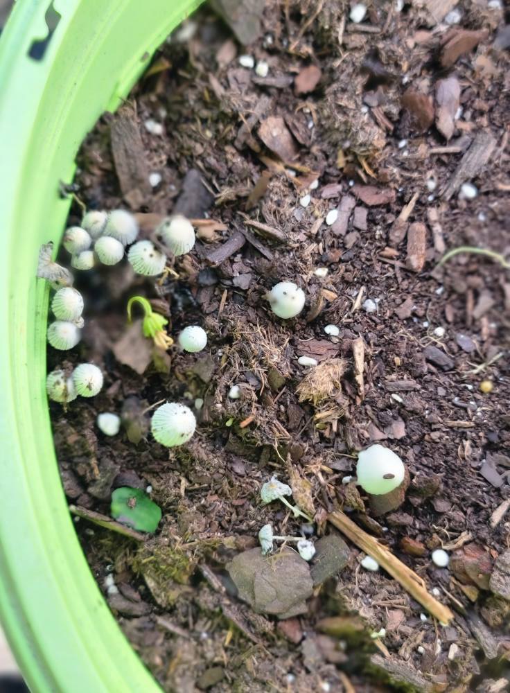 How to Manage Mushrooms in Your Garden