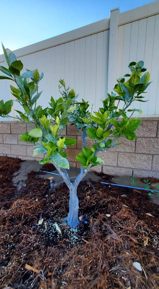 How to Use Seaweed Extract in Your Garden