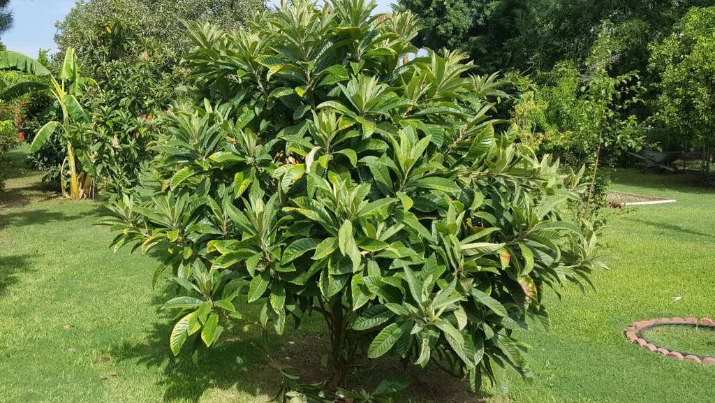 Loquat