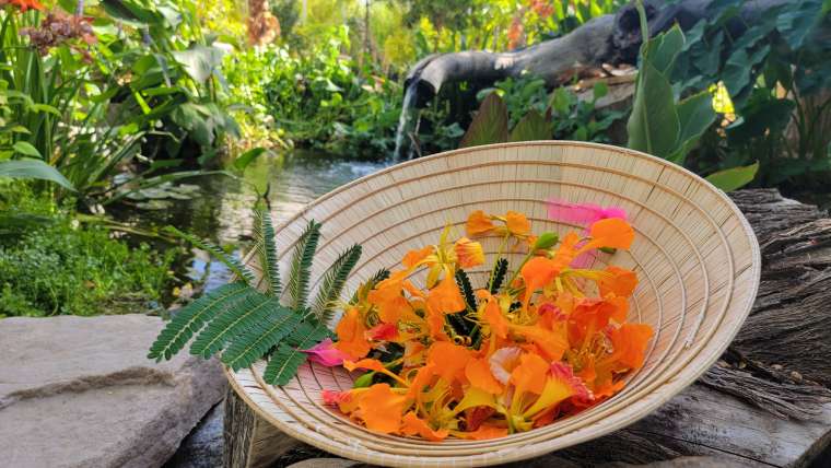 10 Best Low-Maintenance Houseplants for Beginners