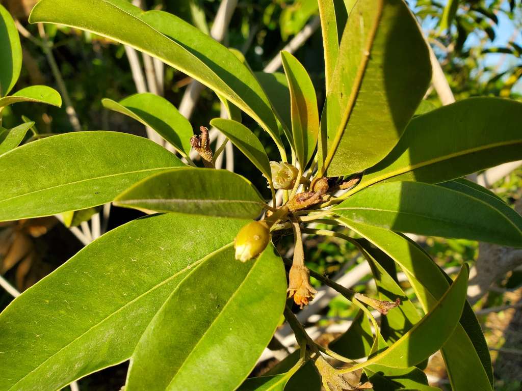 Sapodilla