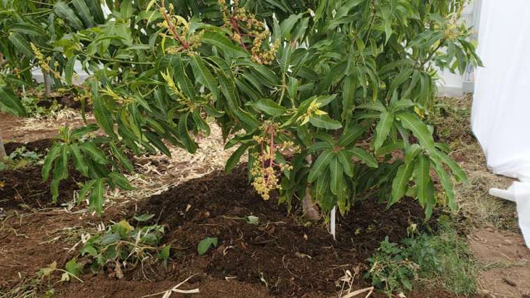 Seaweed Extract: A Natural Boost for Your Garden