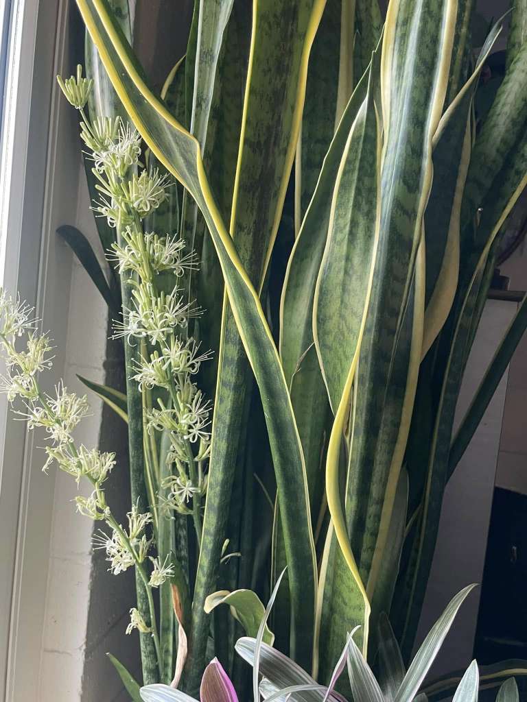 Snake Plant