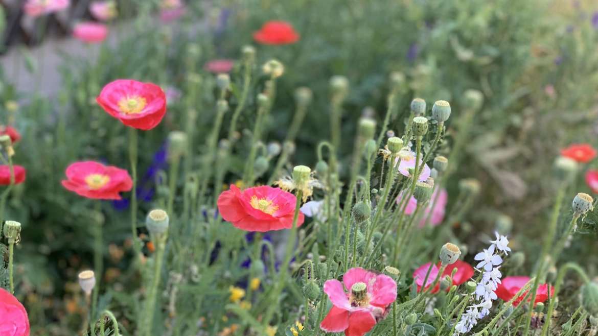 10 Ways to Increase Biodiversity in your Garden
