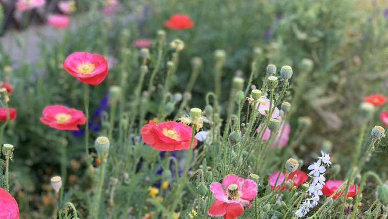 10 Ways to Increase Biodiversity in your Garden