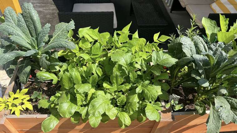 Apartment Gardening: How to Start a Garden in an Apartment