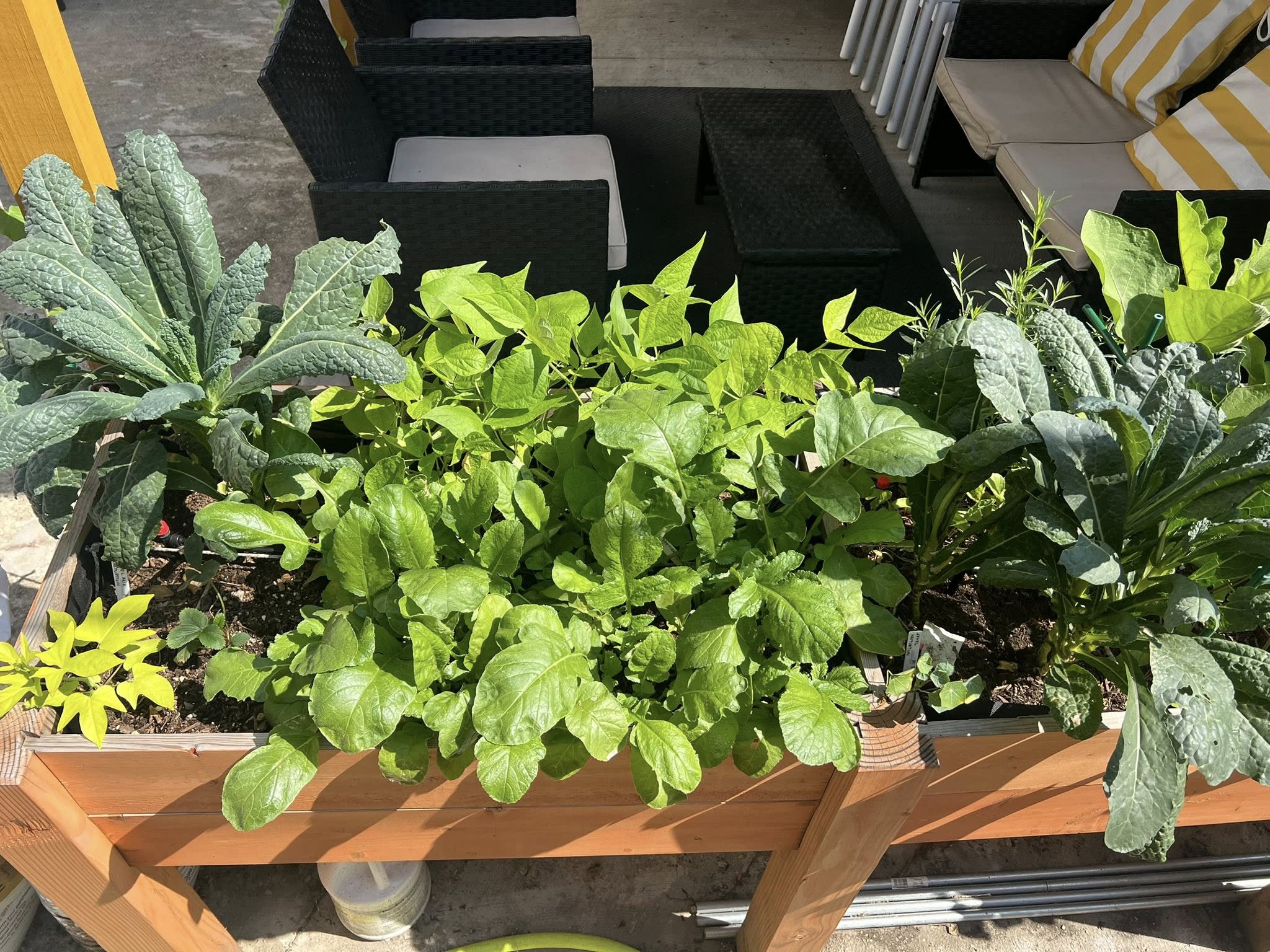 Apartment Gardening: How to Start a Garden in an Apartment