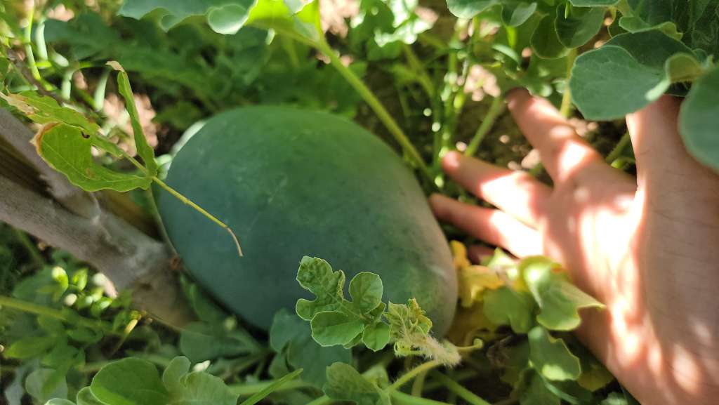 Common Mistakes to Avoid in your food forest