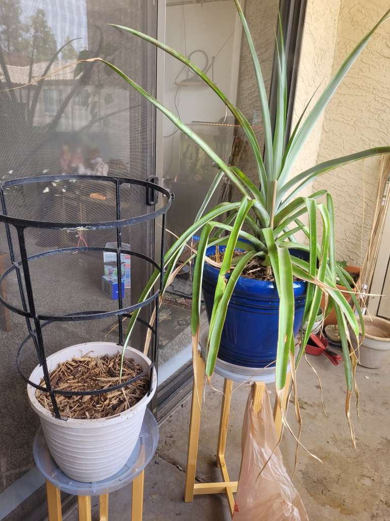 Common Mistakes to Avoid in Apartment Gardening