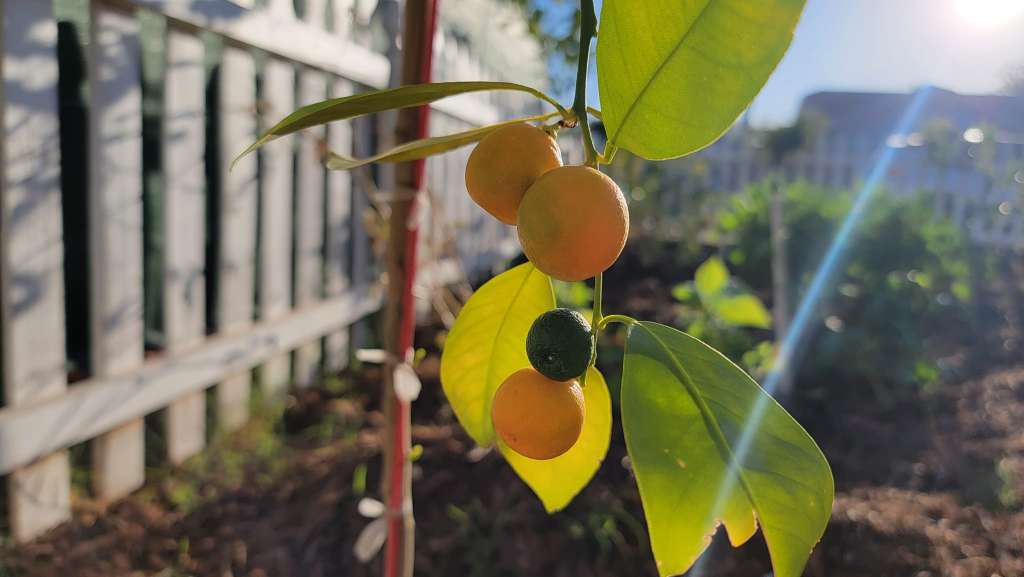 Planting Density & Sunlight Guide