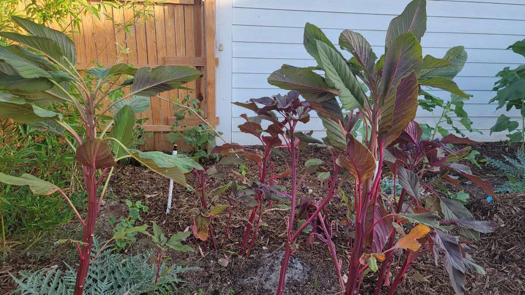 Food forest Real‑Life Examples