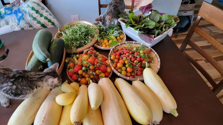 How to Start a Food Forest in 10 Easy Steps